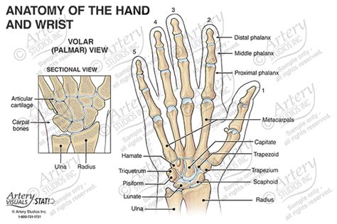 Anatomy Of The Hand And Wrist Online | cityofclovis.org