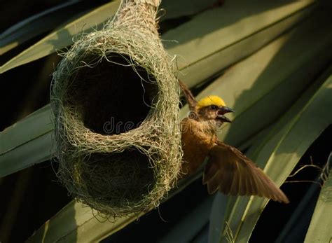 Weaver Bird Making Nest for Chicks Stock Photo - Image of cllored, flightnready: 177935060