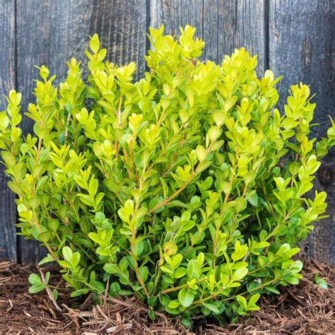 Gardens Alive! 8 in. to 12 in. Tall Winter Gem Boxwood (Buxus) Hedge Kit, Live Broadleaf ...