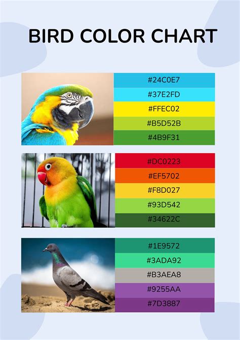 Parakeet Color Chart