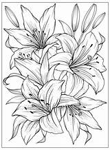 Coloring page With Lilies And Leaves Vector For coloring Flower  sketch template
