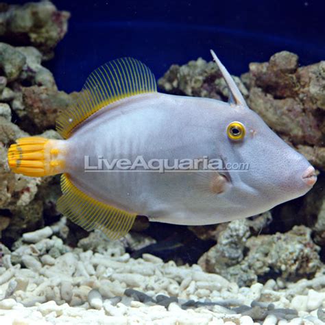 Clown Filefish: Saltwater Aquarium Fish for Marine Aquariums