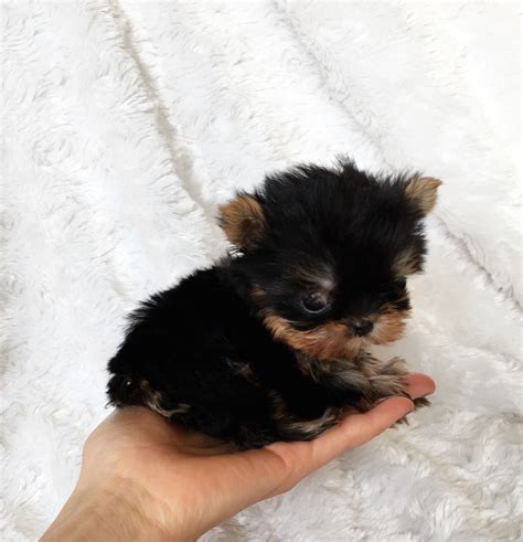 Micro Teacup Yorkie Yorkshire Terrier Puppy for sale - iHeartTeacups