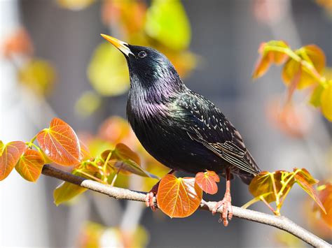 Get Rid of European Starlings: Common Starlings Control