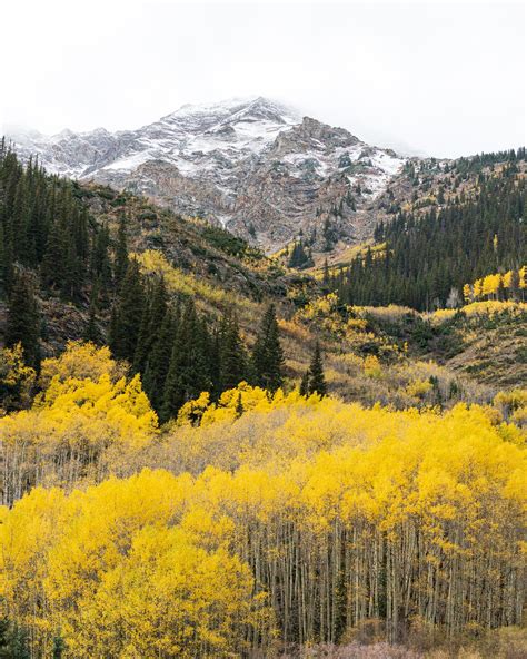 Destination of the day: Fall colors in Aspen, Colorado [OC] [1638x2048]