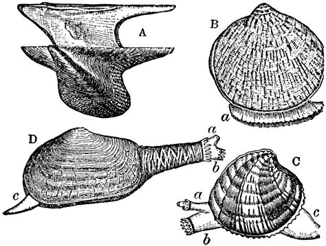 Forms of Bivalves | ClipArt ETC