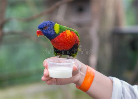 Feeding the parrot stock image. Image of background - 166702787