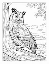 Night Owl Coloring Pages Printable – Shinzoocom sketch template
