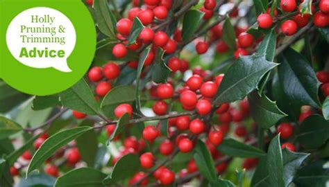 How To Prune Evergreen Holly Bushes & Trees - Wilson Bros Gardens | Holly bush, Prune, Holly