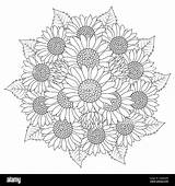 sunflower Vector Outline coloring Page Of blooming Petal And Leaves  sketch template
