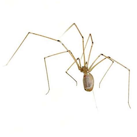 Cellar Spiders Identification & Behavior | Control & Prevention