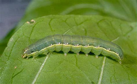 beet armyworm | Mississippi Crop Situation