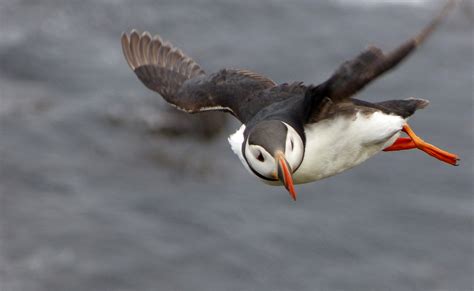 Puffin in Flight image - Free stock photo - Public Domain photo - CC0 Images