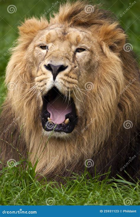 Lion Roar Stock Photos - Image: 25931123