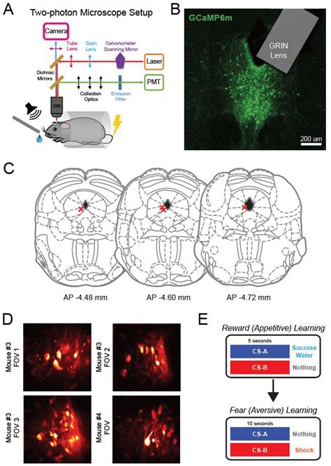 Two-photon imaging of DRN DA neurons during associative learning tasks ...