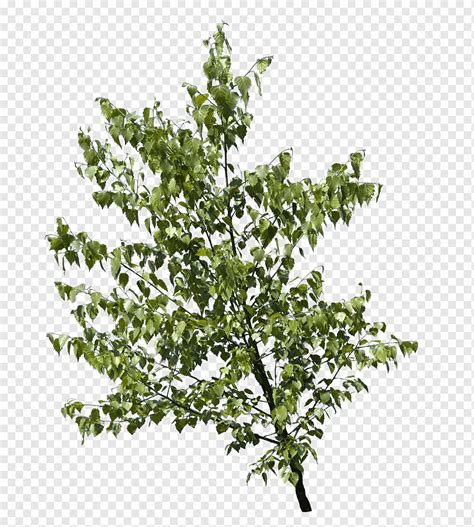 Tree Leaves Texture Png