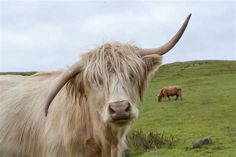 white cow, highland cow, scotland, highland, scottish, hairy, cattle ...