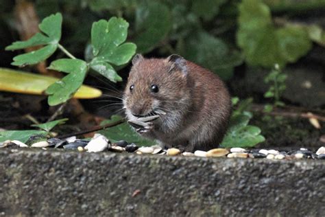 Vole….. Bank? – Alan Waterman photos