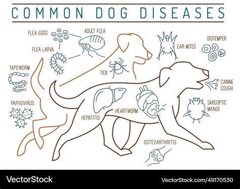 Common canine diseases informative infographics Vector Image