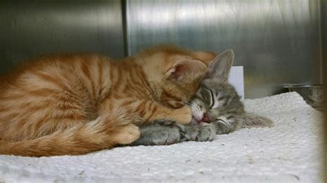 This Photo of Shelter Kittens Hugging Each Other Shows Exactly Why You Should Adopt | Kittens ...