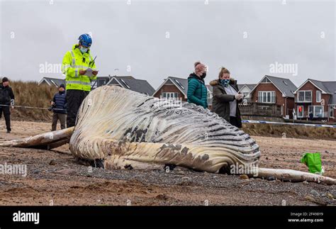 Whale rescue beach hi-res stock photography and images - Alamy