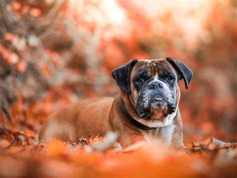 Gastroenteritis in Dogs | Causes, Symptoms, Treatments | UK Pets