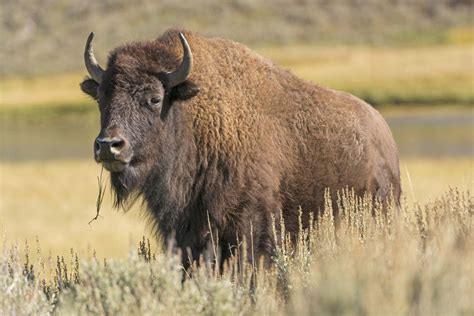 bison-American-Yellowstone-National-Park-Wyoming – Legacy Outdoors