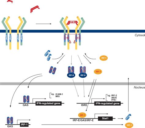 Zustimmung Markenname Einbetten mechanism of interferon Zuverlässig ...