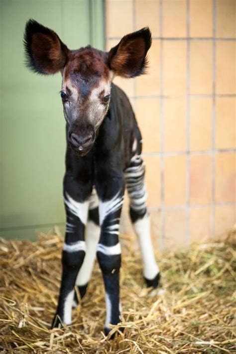 Baby Okapi