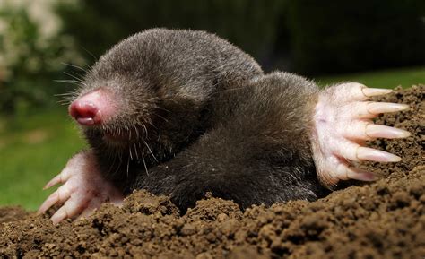 Coexisting with wildlife: Moles and voles | Forest Preserve District of Will County