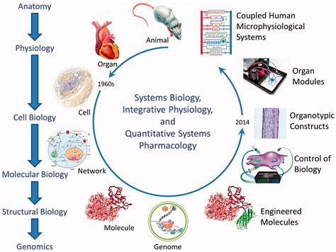 The relevance and potential roles of microphysiological systems in ...