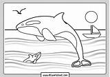 Killer Whale Coloring Sheet Pages  Vrogueco sketch template