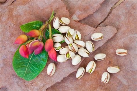 10 Pistachio Nut Tree Seeds for Planting Pistacia Vera - Etsy