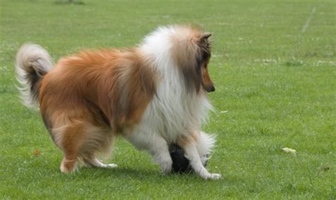 Dog Playing Soccer Free Stock Photo - Public Domain Pictures