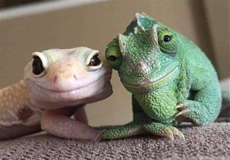 Pin by Nacho Redondo García on Cosas | Cute lizard, Cute reptiles, Cute ...