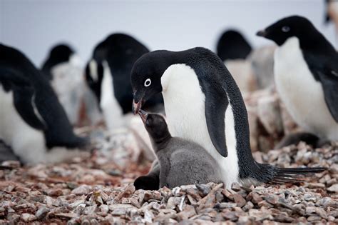 Parent Feeding Baby Penguin in Antarctica - Entouriste