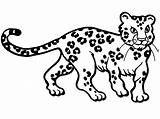 Leopard To Color sketch template