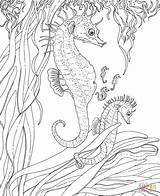 Seahorse coloring pages To Download And Print For Free sketch template
