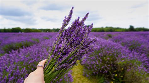 The Best Lavender Field in London - Empnefsys & Travel