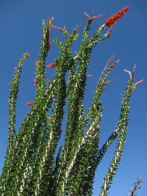 Desert Botanical Garden at Papago Park, Phoenix