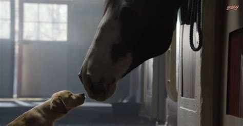 Budweiser Unveils Super Bowl Commercial “Puppy Love”