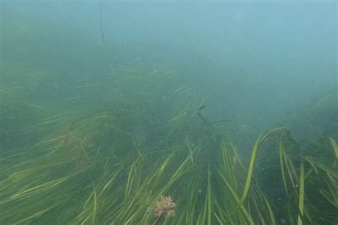 First phase of eelgrass restoration project completed in Long Island ...