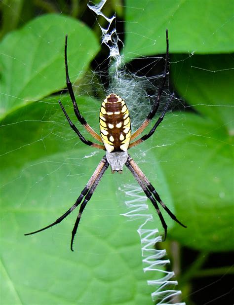 Golden Orb Weaver Spider Photograph by Tony Grider