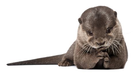 Cute Otter HD Wallpaper: Adorable Aquatic Charm