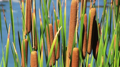 Cattail: Plant Of A Thousand Uses | Montana Public Radio