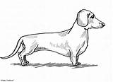 Coloring Page With Dachshund Dog Colouring Book For Kids  sketch template