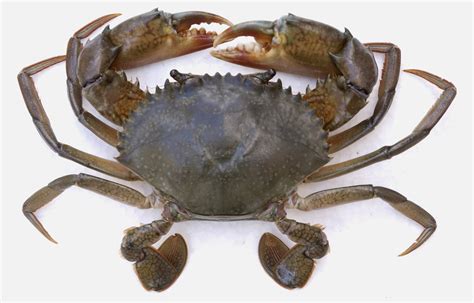 Mud Crab Growth Rate Usage for Fast Profit Production Method - Mud Crab Exporters, Mud Crab ...