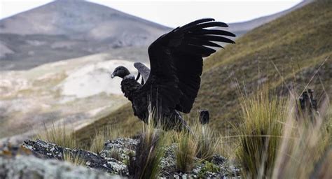 Dos cóndores retornan a su hábitat tras matanza de 34 de esas aves en Bolivia