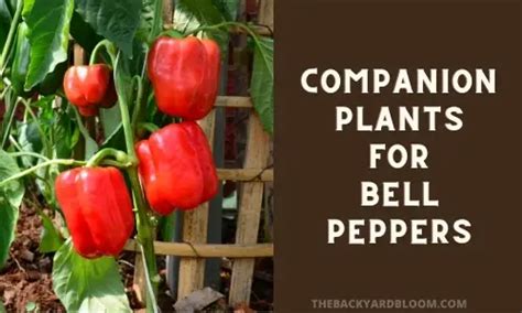 Companion Plants for Bell Peppers and What Not To Plant With Bell Peppers