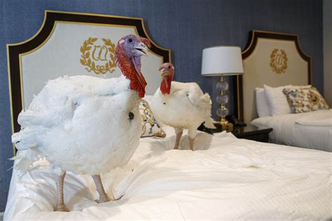 White House reveals names of turkeys destined for Trump pardon - POLITICO